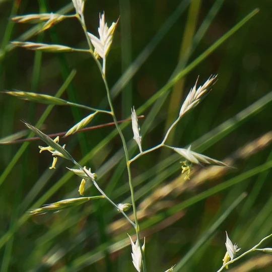 MRS Seeds & Mixtures OrgaMix Tuin 20kg | Siertuinmeststof 1 MRS Seeds & Mixtures OrgaMix Tuin 20kg | Siertuinmeststof