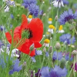 De Wiltfang Foxgloves Rozenhandschoenen Gauntlet