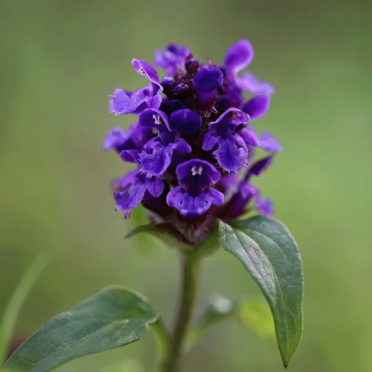 ECOstyle Aaltjes Tegen Rupsen Buxusmot 1 ECOstyle Aaltjes Tegen Rupsen Buxusmot