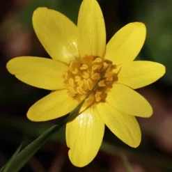 MRS Seeds & Mixtures Bosrand Bloemenmengsel Schaduw Inheems - Meerjarig -Graszaad Winkel image 187