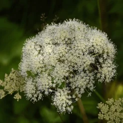 Graszaad Winkel -Graszaad Winkel image 188
