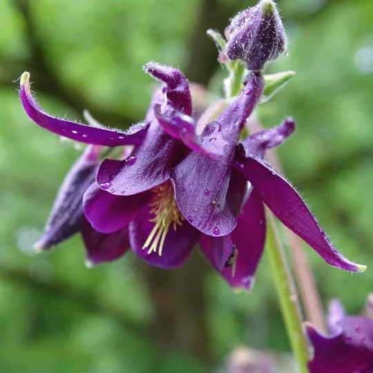 Talen Tools Talen Tools Vocht/pH/Lichtmeter 1 Talen Tools Talen Tools Vocht/pH/Lichtmeter