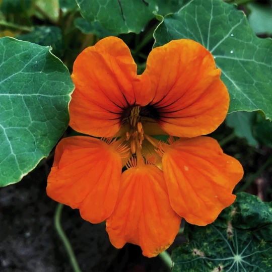 MRS Seeds & Mixtures Biologisch Lieveheersbeestjes Bloemenmengsel 2 MRS Seeds & Mixtures Biologisch Lieveheersbeestjes Bloemenmengsel - Afbeelding 2