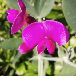 MRS Seeds & Mixtures Biologisch Lieveheersbeestjes Bloemenmengsel 9 MRS Seeds & Mixtures Biologisch Lieveheersbeestjes Bloemenmengsel -Graszaad Winkel image 204