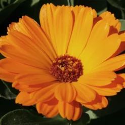 MRS Seeds & Mixtures Biologisch Lieveheersbeestjes Bloemenmengsel 11 MRS Seeds & Mixtures Biologisch Lieveheersbeestjes Bloemenmengsel -Graszaad Winkel image 206