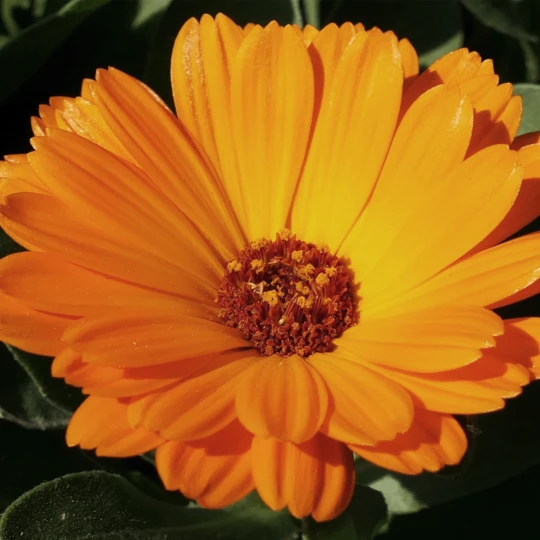 MRS Seeds & Mixtures Biologisch Lieveheersbeestjes Bloemenmengsel 6 MRS Seeds & Mixtures Biologisch Lieveheersbeestjes Bloemenmengsel - Afbeelding 6