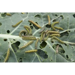 ECOstyle Aaltjes Tegen Rupsen -Graszaad Winkel image 224