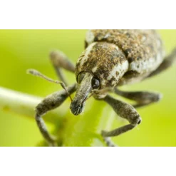 ECOstyle Aaltjes Val Tegen Taxuskever 5 ECOstyle Aaltjes Val Tegen Taxuskever -Graszaad Winkel image 262