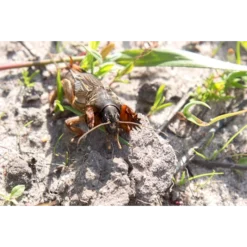 ECOstyle Aaltjes Tegen Veenmollen -Graszaad Winkel image 294