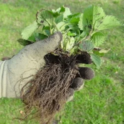 De Wiltfang Foxgloves Original -Graszaad Winkel image 316