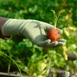 De Wiltfang Foxgloves Original -Graszaad Winkel image 317