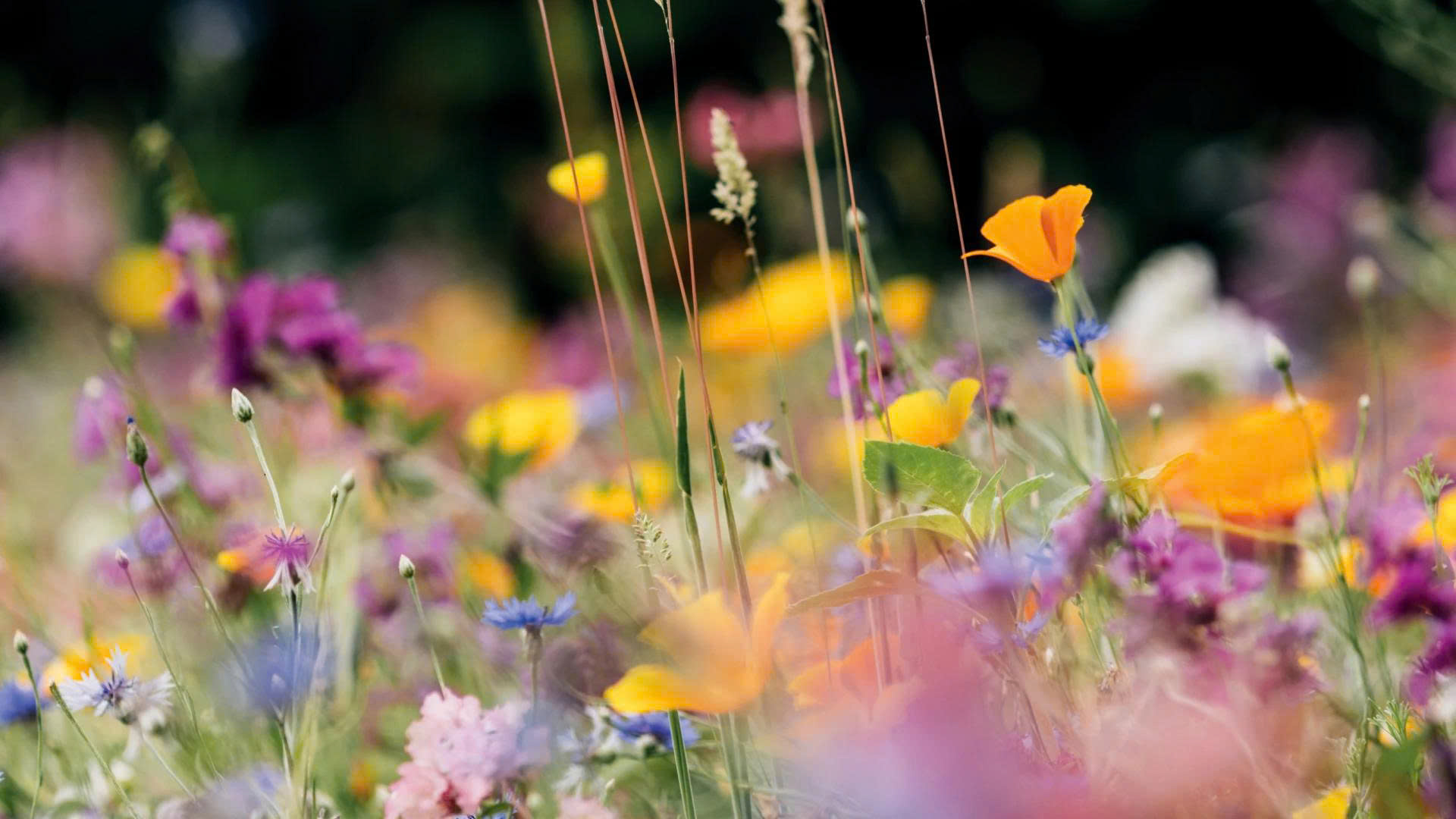 Graszaad Winkel -Graszaad Winkel z6930338615709 89f66c8f671f696e68e0e80c10e85198